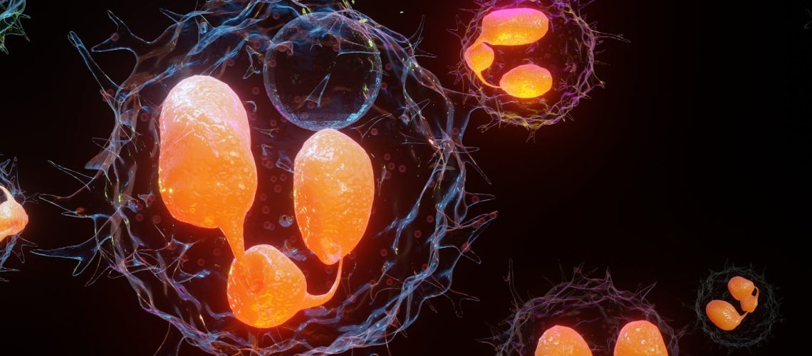 Quand nos cellules font le ménage : zoom sur la phagocytose Quand nos cellules font le ménage : zoom sur la phagocytose